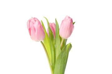 Beautiful pink tulips isolated on white background, close up