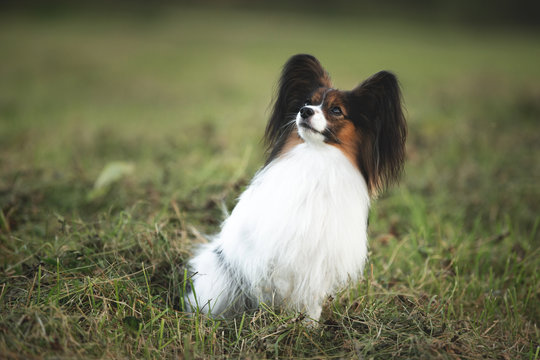 Beautiful papillon dog sitting in the green grass field in summer. Continental toy spaniel outdoors. Close-up