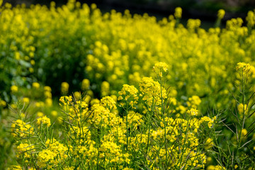 菜の花畑