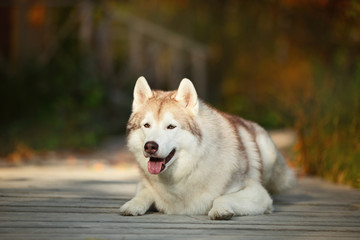 Beige and white Siberian Husky dog lying on the wooden bridge in the forest in bright golden autumn season.