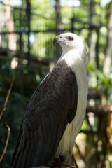 white head eagle