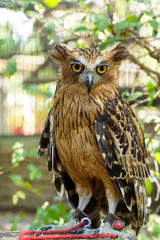 portrait of an owl