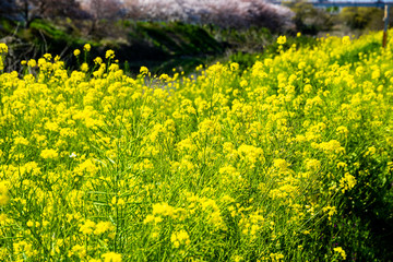 Obraz premium 菜の花畑