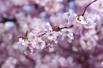 Cherry blossom. Pink spring flowers. Springtime background.