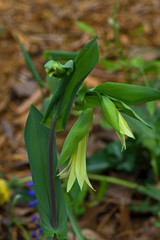 Bellwort in natural setting. The Uvularia perfoliata or perfoliate bellwort, is a perennial forb native to the eastern United States and Canada, which produces pale yellow flowers in spring. 