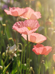 Fresh beautiful pink poppies in garden. Floral background.  Springtime and summer plants.
