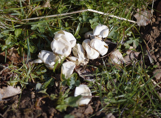 Lizard Eggs. Empty shell. Reptile eggs in nature.