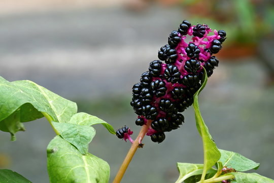Phytolacca (Phytolacca decandra)  Kermesberry from South America