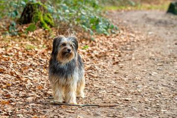 Ein Mischlingshund im Waldgebiet mit Stöckchen