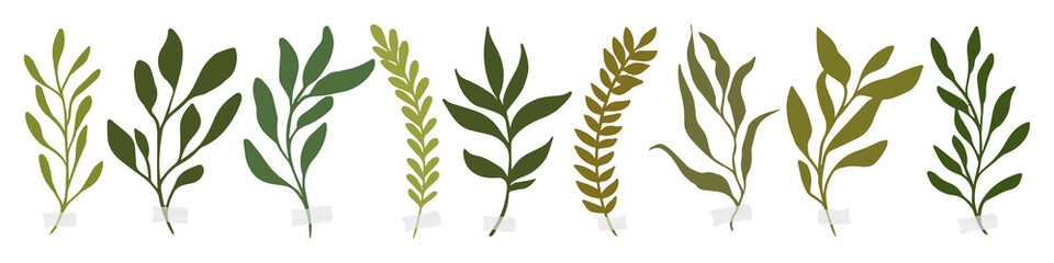 Vector botanic illustrations. Botanical clipart. 