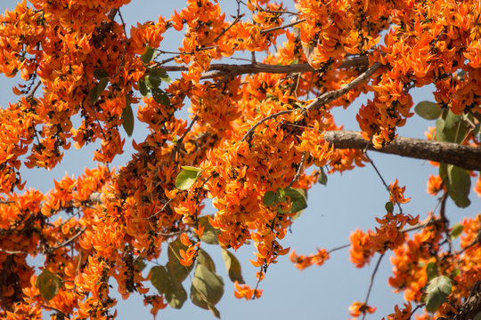 Orange flower or Butea monosperma flower