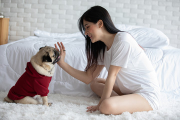 Cute dog Pug giving paw high five owner with love feeling so happiness and comfortable,Relax with...