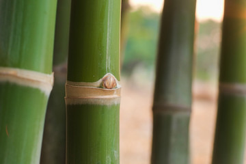 Obraz premium Group of green jointed and bud bamboo tree in the garden with soft orange light in evening close-up.