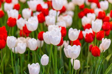 Red and White Tulips flower, beautifuly flower in garden plant, tulipa spring-blooming