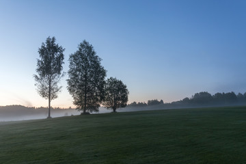 Dense fog Sunrise summer landscape over a field with trees visible through the fog. selective focus