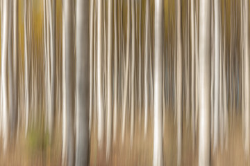 Obraz premium Birch trees on a bright sunny day. Abstract photo. Colorful textured background. long shutter speed., selective focus