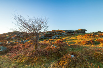 A tree in the dartmoor wilderness on a sunny morning in Devon
