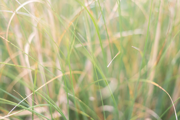 Obraz premium Blurry foliage bokeh 1