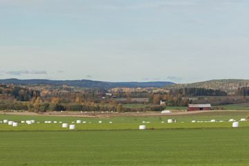 Fototapeta na wymiar field. hay wrapped in white polyethylene. Sweden, selective focus