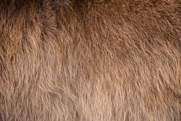 Close-up of horse hairs and background image or texture.
