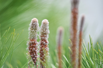 closeup of a pine tree