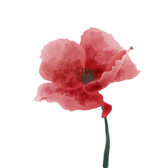 Red watercolor poppy flower isolated on a white background