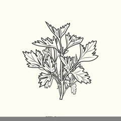Parsley sketch isolated. Monochrome food ingredient. Vintage hand drawn engraved style.