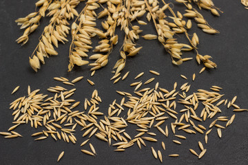 Grains and spikelets of oats