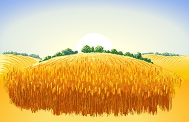 Vector rural summer landscape a field of ripe wheat on hills © mozart3737