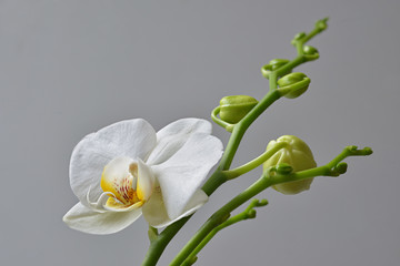 weiße Orchideen Blüte