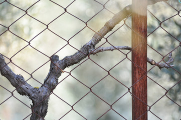 rusty fence and green background