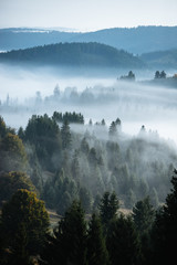 Misty landscape with spruce forest.Carpathian mountains in the background.