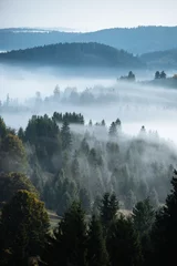 Wall murals Blue Misty landscape with spruce forest.Carpathian mountains in the background.
