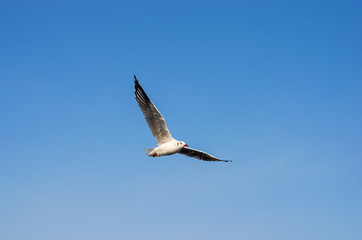 seagull bird flying in blue sky at sea on winter in Bang pu Thailand.