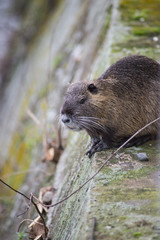 Obraz premium Portrait of nutria standing in border water