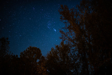 Naklejka premium trees moon and stars