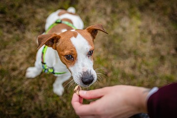 Cute friendly brown and white young jack russell terrier jumping up for a titbit held by a human hand. A day in a public park. Dry grass in background.