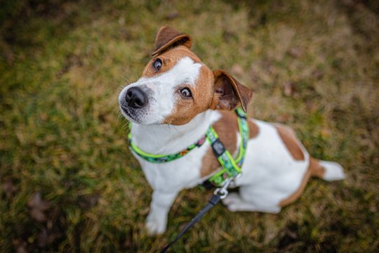 Cute brown and white young jack russel terrier, a mongrel dog with harness on, sitting on dry grass on a winter day in a park looking up. 