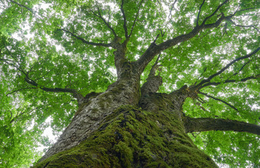 大きな木　新緑のイメージ