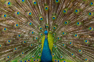 Obraz premium Paw z pięknymi piórami