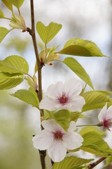 Obraz premium Frühlingsblüten