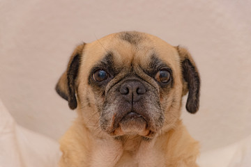 Pug dogs lady at a portrait shooting