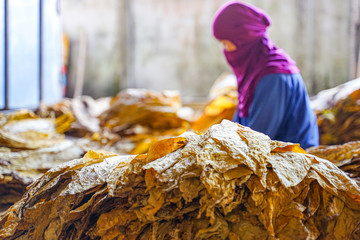 Farmer were selecting dry tobacco leaves grade(yellowing degree) before sale to tobacco industry in...
