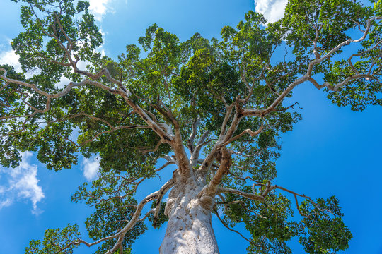 The big tropical tree with sky background, view from below. Scientific name Dipterocarpus alatus or Yang Na Yai tree, Thailand