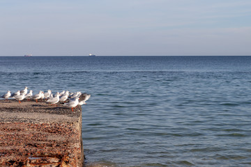 Seagulls on the seashore of the Black Sea on a winter day