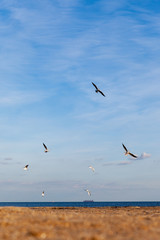 Seagulls in flight over the winter sea