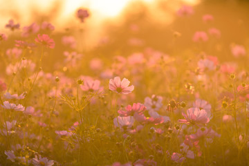 Beautiful cosmos flowers blooming in garden with sunset light