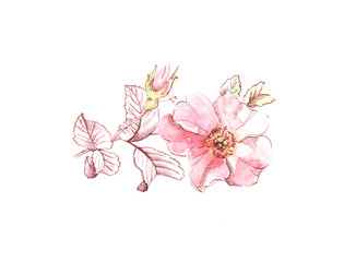 Fototapeta na wymiar Watercolor Briar flower sketch. Botanic hand drawn illustration. Big petals isolated on white for cosmetics, wedding, greeting cards