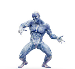 Fototapeta na wymiar muscleman anatomy heroic body dancing in white background frontal