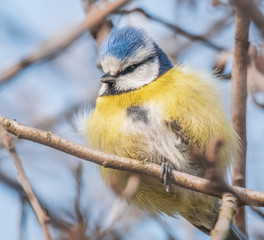 Aufgeplusterte Blaumeise im Baum